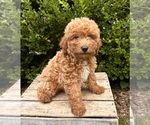 Image preview for Ad Listing. Nickname: Otis
