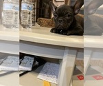 Small #6 French Bulldog