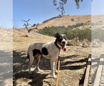 Small Photo #4 Jack Russell Terrier-Parson Russell Terrier Mix Puppy For Sale in Pittsburg, CA, USA