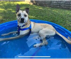 Black Mouth Cur-Unknown Mix Dogs for adoption in Boston, MA, USA