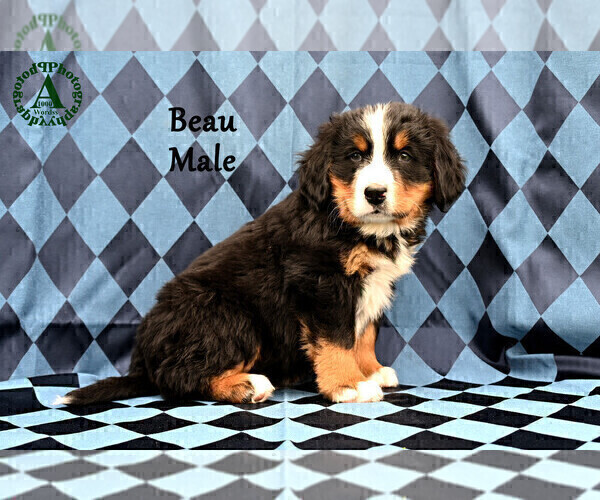Medium Photo #16 Bernese Mountain Dog Puppy For Sale in HARRISONBURG, VA, USA