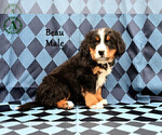 Small Photo #16 Bernese Mountain Dog Puppy For Sale in HARRISONBURG, VA, USA