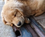 Small Photo #7 Golden Retriever Puppy For Sale in STANLEY, NC, USA