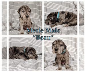 Great Dane Puppy for sale in NEW ALBANY, IN, USA