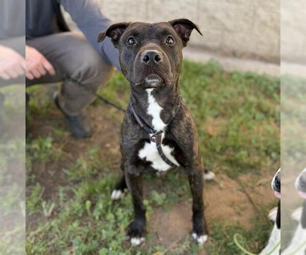 Medium Photo #1 Mutt Puppy For Sale in Modesto, CA, USA