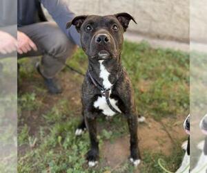 Mutt Dogs for adoption in Modesto, CA, USA