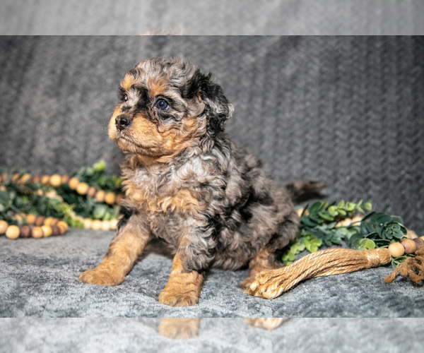 Medium Photo #9 Bernedoodle (Miniature) Puppy For Sale in NAPPANEE, IN, USA