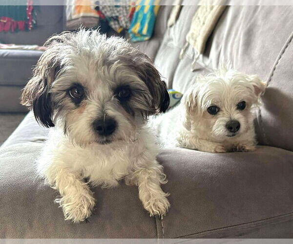 Medium Photo #7 Shih Tzu-Unknown Mix Puppy For Sale in Boonton, NJ, USA