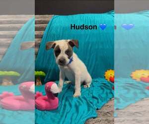 Mutt Dogs for adoption in Turlock, CA, USA
