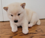 Small Photo #2 Shiba Inu Puppy For Sale in CARPENTERSVILLE, IL, USA