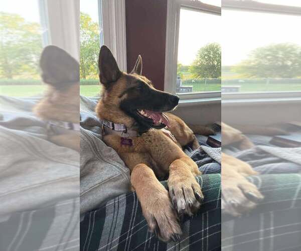 Medium Photo #4 German Shepherd Dog-Unknown Mix Puppy For Sale in Imlay City, MI, USA