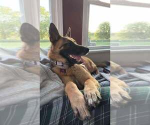Bianca located in Michigan - Female Mutt Dog for Adoption - Photo #4