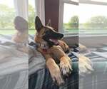 Small #3 German Shepherd Dog Mix