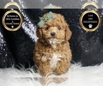 Small #5 Poodle (Toy)