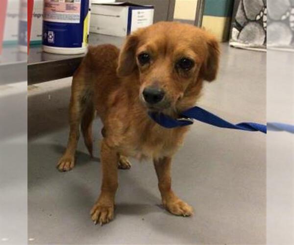 Medium Photo #1 Dachshund-Unknown Mix Puppy For Sale in Sebec, ME, USA