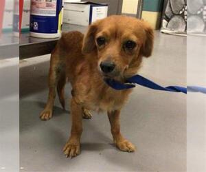 Dachshund-Unknown Mix Dogs for adoption in Sebec, ME, USA