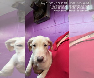 Argentinian Mastiff-Border Collie Mix Dogs for adoption in Rowlett, TX, USA