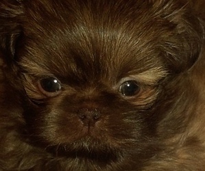 Shih Tzu Litter for sale in FANNING SPGS, FL, USA