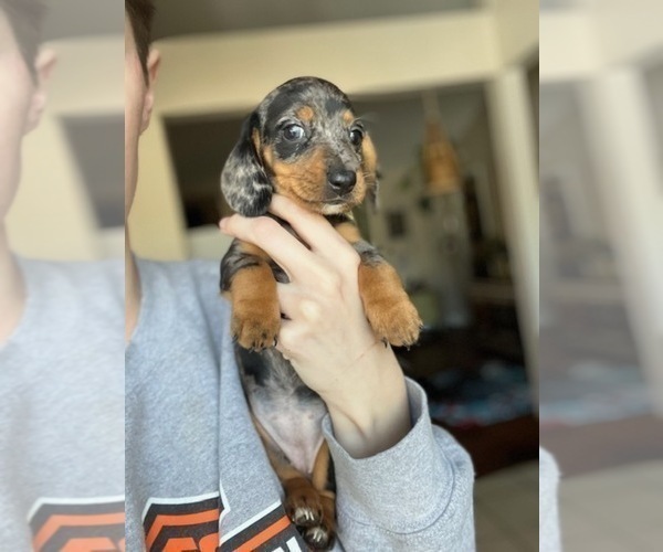 Medium Photo #1 Dachshund Puppy For Sale in OVIEDO, FL, USA