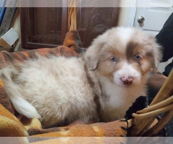 Medium Photo #3 Border-Aussie Puppy For Sale in COOS BAY, OR, USA