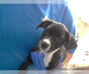 Mutt Dogs for adoption in Fayetteville, NC, USA