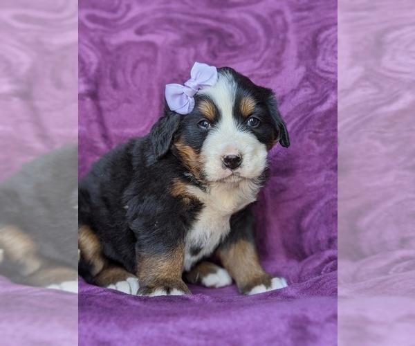 Medium Photo #3 Bernese Mountain Dog Puppy For Sale in DELTA, PA, USA