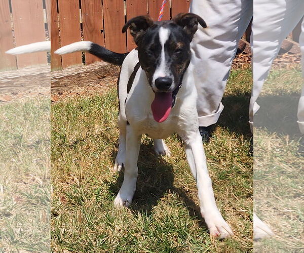 Medium Photo #4 American Pit Bull Terrier-Catahoula Leopard Dog Mix Puppy For Sale in Wetumpka, AL, USA