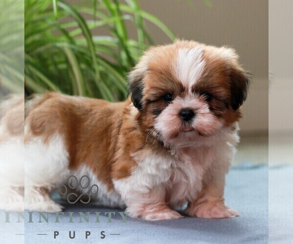 Medium Photo #3 Shih Tzu Puppy For Sale in MORGANTOWN, PA, USA