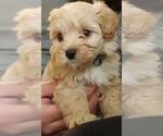Small Photo #1 Maltipoo Puppy For Sale in EL CAJON, CA, USA