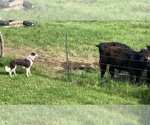 Father of the Border Collie puppies born on 11/28/2023