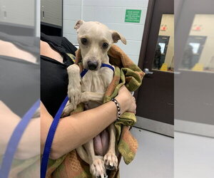 Chihuahua Dogs for adoption in Corpus Christi, TX, USA