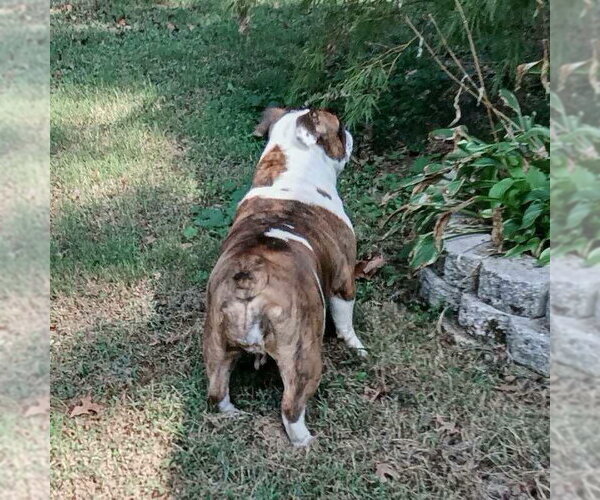 Medium Photo #4 Bulldog Puppy For Sale in Alexander, AR, USA