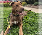 Small #3 Labrador Retriever Mix