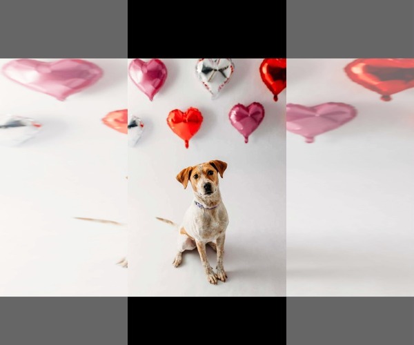 Medium Photo #3 Beagle-Red Heeler Mix Puppy For Sale in Columbus, IN, USA