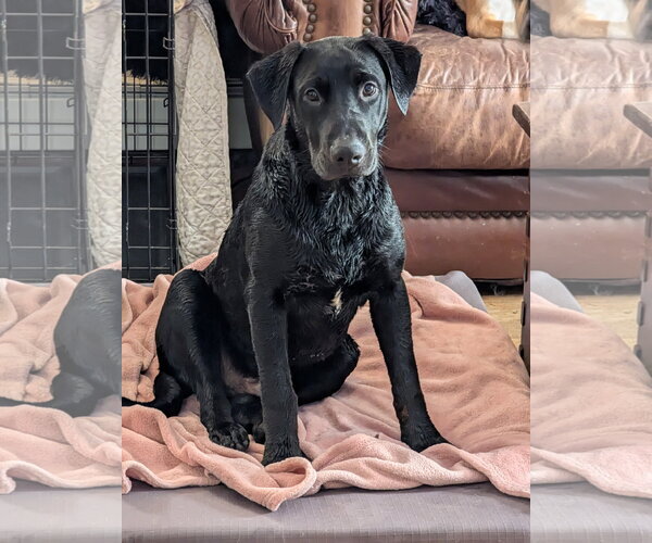 Medium Photo #3 Labrador Retriever-Unknown Mix Puppy For Sale in St. Louis Park, MN, USA