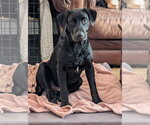 Small #2 Labrador Retriever Mix