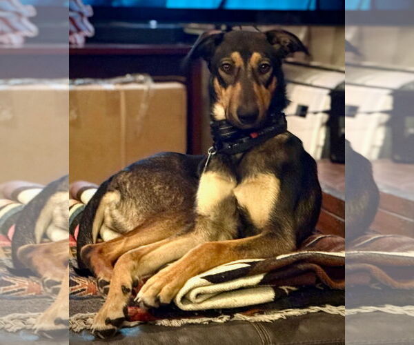 Medium Photo #2 Doberman Pinscher-Unknown Mix Puppy For Sale in Sandy, UT, USA