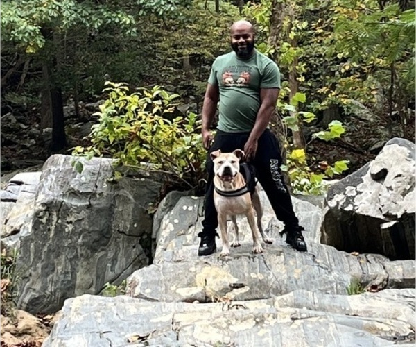 Medium Photo #1 American Bully Puppy For Sale in DUNDALK, MD, USA