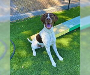 German Shorthaired Pointer Dogs for adoption in Salinas, CA, USA