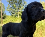 Puppy Puppy 6 Cane Corso