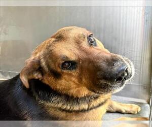 German Shepherd Dog Dogs for adoption in San Bernardino, CA, USA