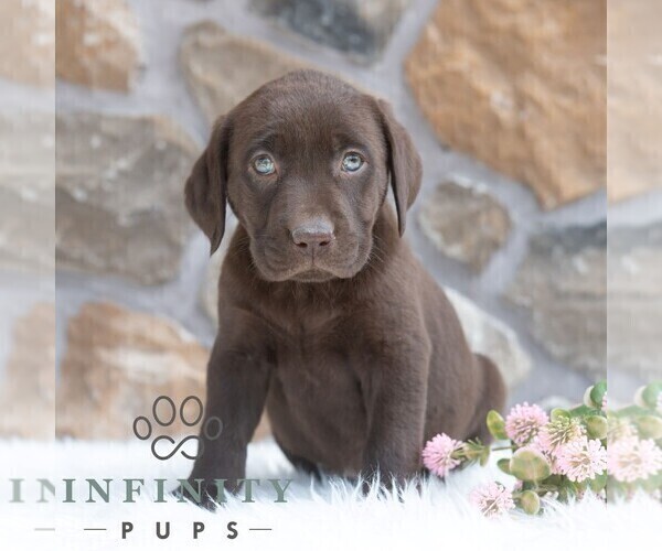 Medium Photo #4 Labrador Retriever Puppy For Sale in MIFFLINTOWN, PA, USA