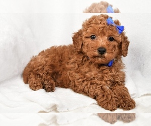Poodle (Miniature) Puppy for sale in LOWELL, MA, USA