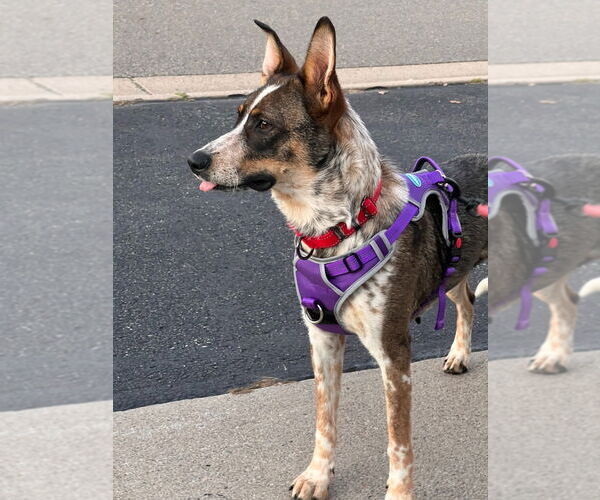 Medium Photo #3 Mutt Puppy For Sale in Minneapolis, MN, USA