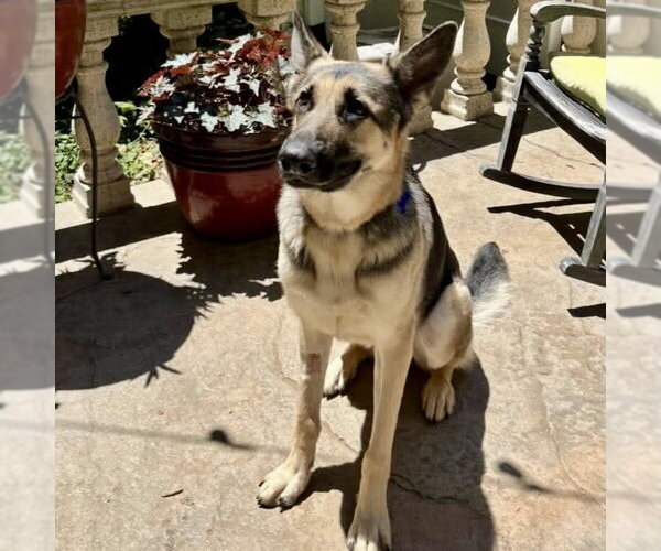 Medium Photo #2 German Shepherd Dog Puppy For Sale in Spring Lake, NC, USA