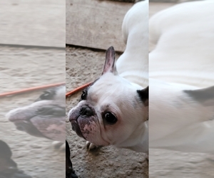 French Bulldog Puppy for sale in WEEKI WACHEE, FL, USA