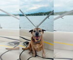 Small #1 American Staffordshire Terrier Mix