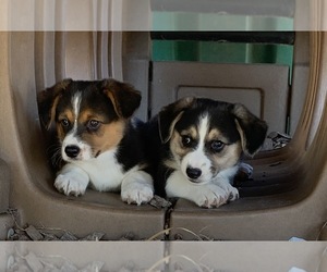 Aussie-Corgi Puppy for sale in CORYDON, IA, USA