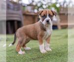 Small #7 Boxer Mix