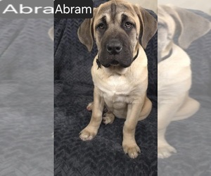 Cane Corso Puppy for sale in MINERAL WELLS, WV, USA